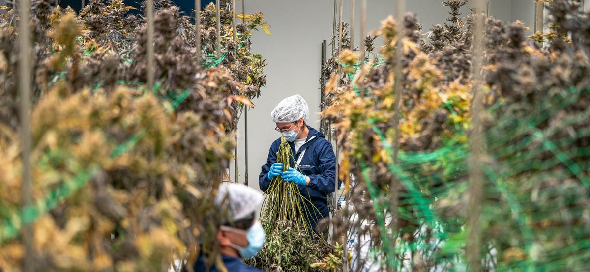 Cannabis Cultivation and Processing Air Filtration