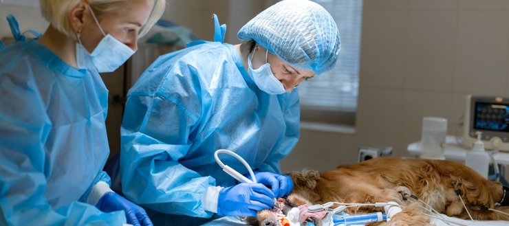 Veterinary Clinics & Animal Facilities Air Filtration